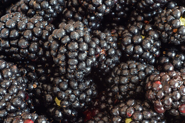 Heap of blackberries
