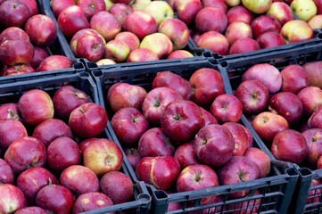 Boxes of red apples