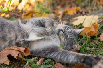 Gray cat sleeping in the grass © lappoa