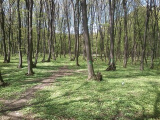 весна лес тропинка