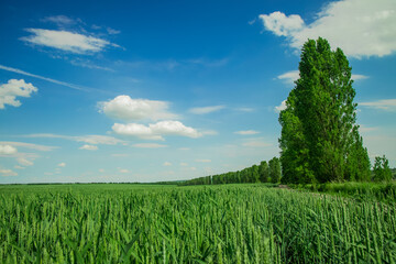 summer green landscape nature photography of wheat cereal field and high trees alley on blue sky clear weather background scenic view