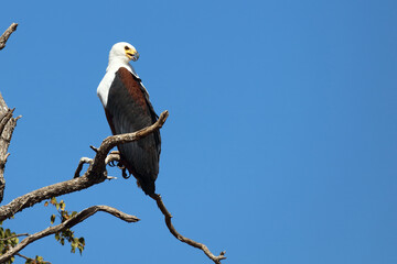 Afrikanischer Schreiseeadler / African fish-eagle / Haliaeetus vocifer.