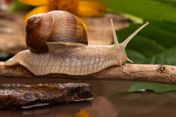 snail is actively crawling in nature. mollusc and invertebrate. delicacy meat and gourmet food.