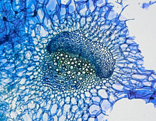 Celery stem with vessel element, cross section, stained with methylene blue, optical microscpoe. Magnification 160x. Frame width is about 250-300 nm - Powered by Adobe
