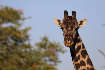 Giraffe / Giraffe / Giraffa Camelopardalis