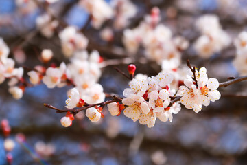 Blooming apricot tree . White tree flowers in spring. Close-up. Selective focus.