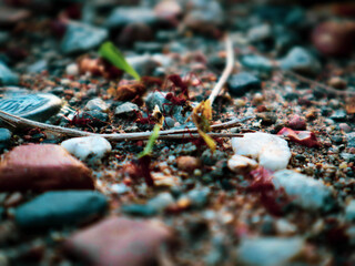 Hormigas Recolectando