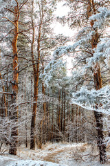 Fototapeta na wymiar winter forest, tall pines with fluffy branches covered with snow, pine forest