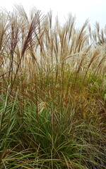 Miscanthus Sinensis - Chinaschilf blüht im Herbst
