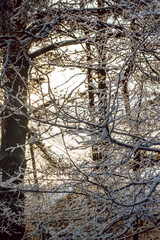 winter, tree branches are covered with fluffy white snow with large snowflakes in the forest, everything is frozen, close-up view