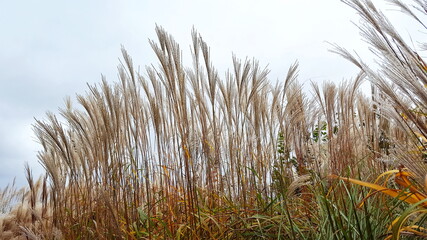 Miscanthus Sinensis - Chinaschilf blüht im Herbst
