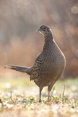 Curious common pheasant, phasianus colchicus, hen standing baklit by morning sun in springtime. Vertical composition of female wild bird with brown patterned feathers.