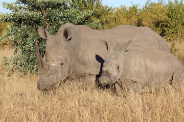 Breitmaulnashorn / Square-lipped Rhinoceros / Ceratotherium Simum