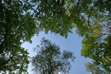 trees and sky