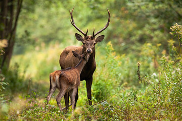 Naklejka na ściany i meble Couple red deer, cervus elaphus, kissing in forest in summer nature. Stag with hind touching noses in woodland in summertime. Wild mammals standing in green wilderness.