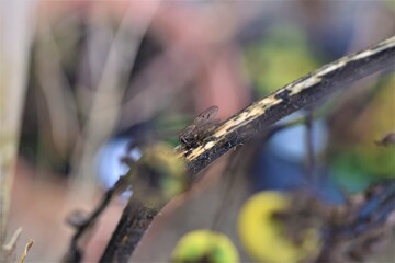 Close up of a fly on a dry tomato stalk against a blurred background