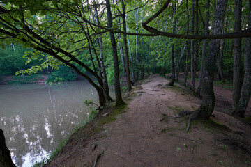 river in the woods