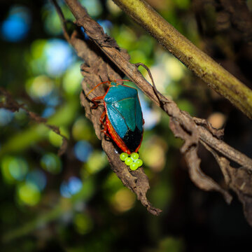 Nezara Madre (Grajo)