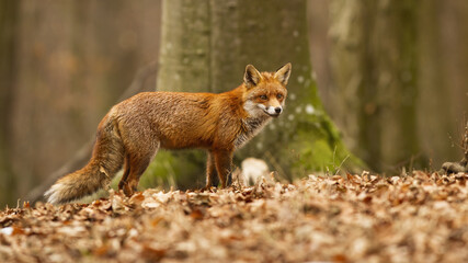 Adult puffy red fox, vulpes vulpes, hunting in the autumn forest. Majestic feline in the autumnal environment with beech in the background. Attentive orange predator standing in the wilderness.
