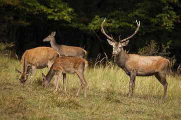 Naklejka premium Family red deer, cervus elaphus, grazing on pasture in autumn nature. Stag guarding herd of hinds on field in fall. Group of mammals standing and feeding on grassland.
