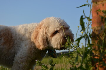 dog in the grass