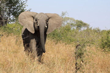 Fototapeta premium Afrikanischer Elefant / African elephant / Loxodonta africana