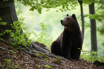 Obraz na płótnie Canvas Massive brown bear, ursus arctos, sitting on the ground surrounded by green leaves in woodland. Dominant mammal with dark fur resting in green environment from front view.