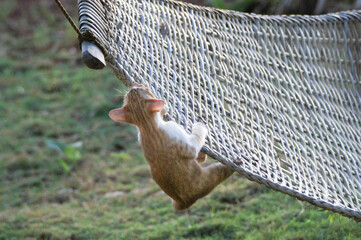 a small brown animal