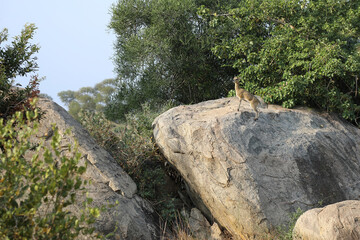 Klippspringer / Klipspringer / Oreotragus oreotragus