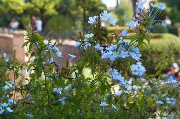Blue flox in full blossom