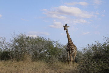 Giraffe / Giraffe / Giraffa Camelopardalis