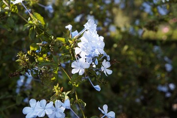 Blue flox in full blossom