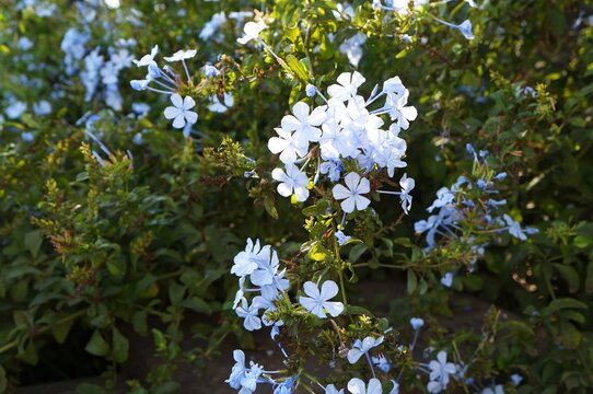 Blue flox in full blossom