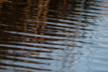 Gold and Blue Colors With Feather Like Patterns in Water