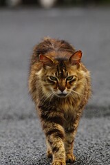 都会や海辺、公園などに住む可愛らしくもたくましい野良猫たちの個性的な表情
