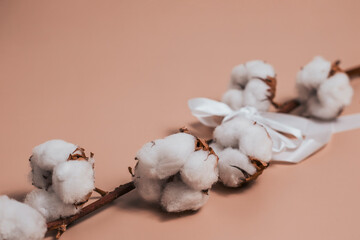 Cotton on a long branch with a white satin ribbon bow. Pastel gentle peach background.