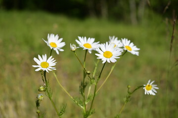 Chamomile flowers in the meadow