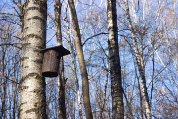A house for a bird from a piece of wood hangs on a tree among birches. Birdhouse in spring in the forest