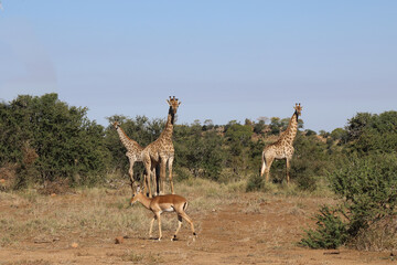 Giraffe und Schwarzfersenantilope / Giraffe and Impala / Giraffa Camelopardalis et Aepyceros...