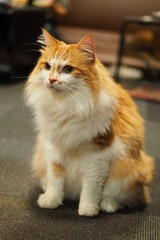 都会や海辺、公園などに住む可愛らしくもたくましい野良猫たちの個性的な表情