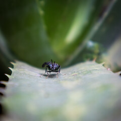 Moscarrón en Sábila 