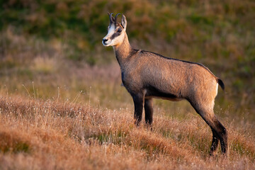 Curious tatra chamois, rupicapra rupicapra, observing the surroundings of the dry alpine meadow in autumn. Attentive wild mammal grazing alone in the mountains.