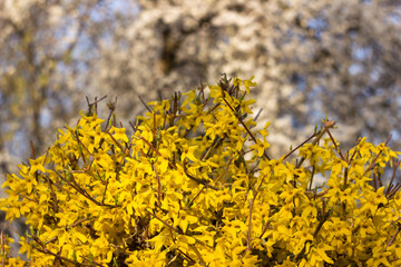 Forsythia europaea, a flowering forsythia bush with yellow flowers, spring. A plant near flower beds near a multi-storey house