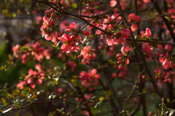 Henomeles Japanese quince. Henomeles bush blooms forsythia with red flowers, spring. A plant in a...