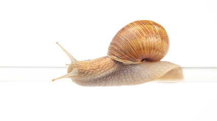 Helix pomatia. snails hang from a plastic tube. mollusc and invertebrate. delicacy meat and gourmet food.