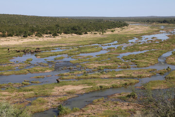 Afrikanischer Elefant im Olifants River/ African elephant in Olifants River / Loxodonta africana