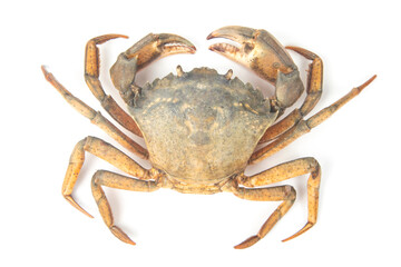yellow sea crab on white background