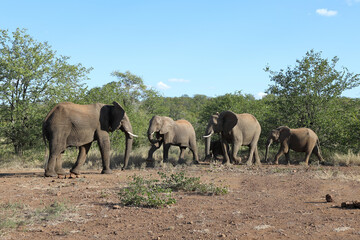 Obraz premium Afrikanischer Elefant / African elephant / Loxodonta africana