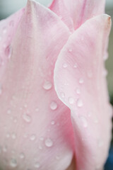 Close up of water drops on pink tulips