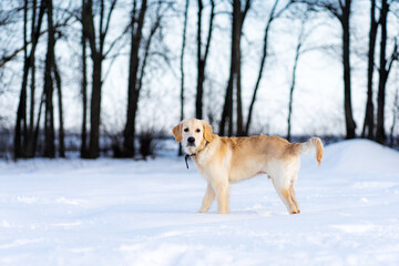 Cute young retriever dog walking in winter on dark trees background